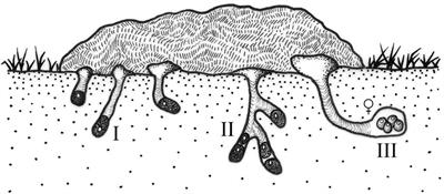 The reproductive behavior of Neotropical dung beetles